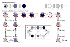 From detailed quantitative analysis of the phototactic response of Halobacterium salinarum, the depicted model has been derived. (A more detailed description will be added soon).