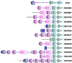 Fig. 1: Domain organization of histidine kinases of H. salinarum. Graphics generated by the SMART database.