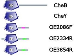 Fig. 2: Response regulator proteins of H. salinarum. Graphics generated by the SMART database.
