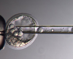 Blastocyst Injection