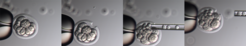Laser-assisted injection of 8-cell embryos