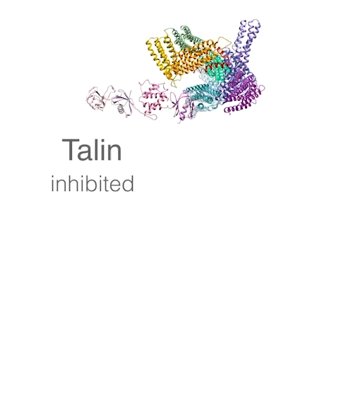 Animation von der Talin Struktur: aktiv vs. inhibiert