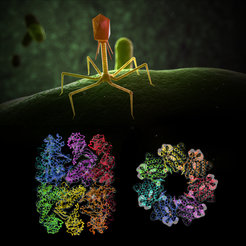 Structural model of the protein folding helper (bottom), the so-called chaperonin, of the bacteriophage EL (top) in side view and top view.