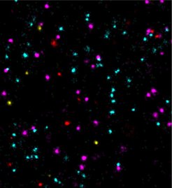 Speziell designte DNA Sequenzen ermöglichen eine 100-fache Beschleunigung in der DNA-PAINT-Mikroskopie. Einzelne Moleküle wie EGFR und Her2 können nun auf Zelloberflächen in Minutenschnelle sichtbar gemacht werden. Auf dem Bild wurden die Proteine (oder Tumormarker) EGFR (cyan), Her2 (magenta), ErbB3 (gelb) und c-Met (rot) abgebildet.
