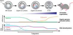 Figure 1: Highlights of the mouse oocyte-to-embryo transition. Maternal transcripts are degraded and embryonic transcription in the major ZGA occurs in the 2-cell embryo. Chromatin is epigenetically reprogrammed including active DNA demethylation of the paternal genome.