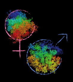 Figure 2: Simulations based on single-nucleus Hi-C data indicate a distinct 3D chromatin organisation of maternal and paternal chromatin within the same zygotic cell.