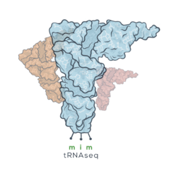 Artistic representation of tRNAs