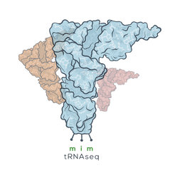 Artistic representation of tRNAs