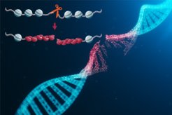 Molecular events at a DNA double stranded break. Using the new ChiP-Seq method, researchers can find out what happens to nucleosomes during DNA double-strand breaks.