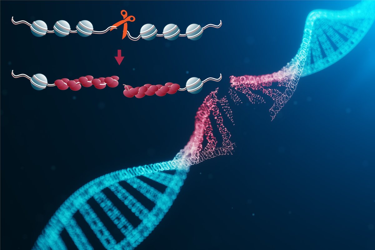 New method for the analysis of DNA double strand breaks | Max Planck Institute of Biochemistry