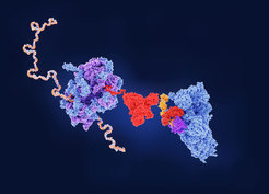 When the chaperone network is defective, RF3 is recruited to the ribosome and mediates the termination of misfolded nascent polypeptide chains.