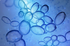 Illustration von Hefezellen während der Beleuchtung mit blauem Licht.