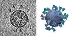 SARS-CoV-2 virion with spike proteins extending out from the membrane. Left: a cryo-ET slice through a virion. Right: 3D model of a virion indicates the distribution and conformation of the spike proteins.