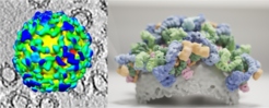COPI coated vesicle structure. Left: an early 3D model of a COPI vesicle with the corresponding tomogram in the background. Right: picture of a 3D-printed model of part of the COPI coat.