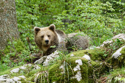 Braunbär, lat. Ursus arctos, in freier Wildbahn.