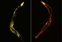 Aufnahmen des Modellorganismus C. elegans, die zeigen wie die fehlerhaften Proteine, bei denen zu viele Aminosäuren aneinandergebaut wurden, abgebaut werden. Das linke Bild zeigt eine Aufnahme, während der die fehlerhaften Proteine (gelb) noch im Organismus angereichert sind. Das Rechte Bild zeigt den Organismus nach Abbau dieser Proteine.