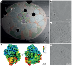 (a) Processed and colored image of a section through the nematode C. elegans, in which the cellular structures can be clearly seen (red: neurons, blue: nuclei, green: muscle). The areas b, c and d are shown to the right as enlarged sections of so-called tomograms. Individual cell organelles and cellular protein complexes such as ribosomes (arrows) can be discerned. (e) Processed image of a ribosome from C. elegans that could be visualized using the new method.