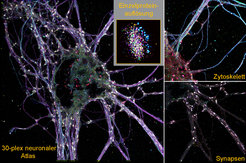 Das linke Übersichtsbild zeigt einen neuronalen Atlas mit 30 verschiedenen Proteinarten in einer räumlichen Auflösung mit der einzelne Proteine visualisiert werden können. Diese Präzision wird mit der Einzelproteinauflösung durch die Darstellung in einer segmentierten Einzelsynapse verdeutlicht, in der 16 unterschiedliche Proteinarten gerendert sind. Die rechte Seite zeigt eine Auswahl von Proteinen des Zytoskeletts und synaptischen Zielproteinen, was den umfangreichen Parameterraum für die explorative Datenanalyse hervorhebt.