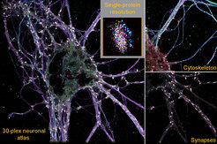 The overview image on the left shows a neuronal atlas with 30 different protein species at a spatial resolution with which individual proteins can be visualized. This precision is illustrated at single-protein resolution by the representation in a segmented single synapse, in which 16 different protein types are rendered. The right side shows a selection of cytoskeletal proteins and synaptic target proteins, highlighting the extensive parameter space for exploratory data analysis.