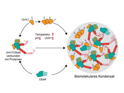 Als Reaktion auf Stress, z.B. durch Temperaturanstieg oder sinkendem zelluläre pH-Wert nimmt die Menge an Urm1 in den Zellen zu. Urm1 (orange) interagiert mit sich selbst und bindet anderen Proteinen (rot). Zusammen mit Uba4 (türkis) formt es ein komplexes Proteininteraktionsnetzwerk, das zur Bildung eines biomolekularen Kondensats führt.