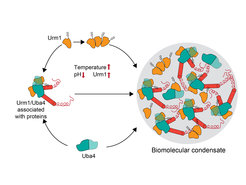 In response to stress, for example, upon temperature increase, cellular pH decreases and the amount of Urm1 increases in cells. Urm1 (orange) self-interacts and associates with other proteins (red) in co-operation with Uba4 (aqua), forming a complex protein interaction network that results in the formation of a biomolecular condensate.