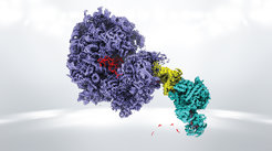 Representation of the supercomplex consisting of the ribosome (purple), the helicase of the SKI complex (yellow) and the exosome (cyan). RNA (red) is processed by the three complexes and finally degraded by the exosome.