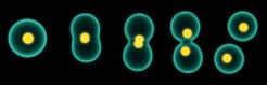 Ziel des MetaDivide-Projektes ist, dass sich eine synthetische Zelle von der Größe eines Bakteriums selbstständig teilen kann.